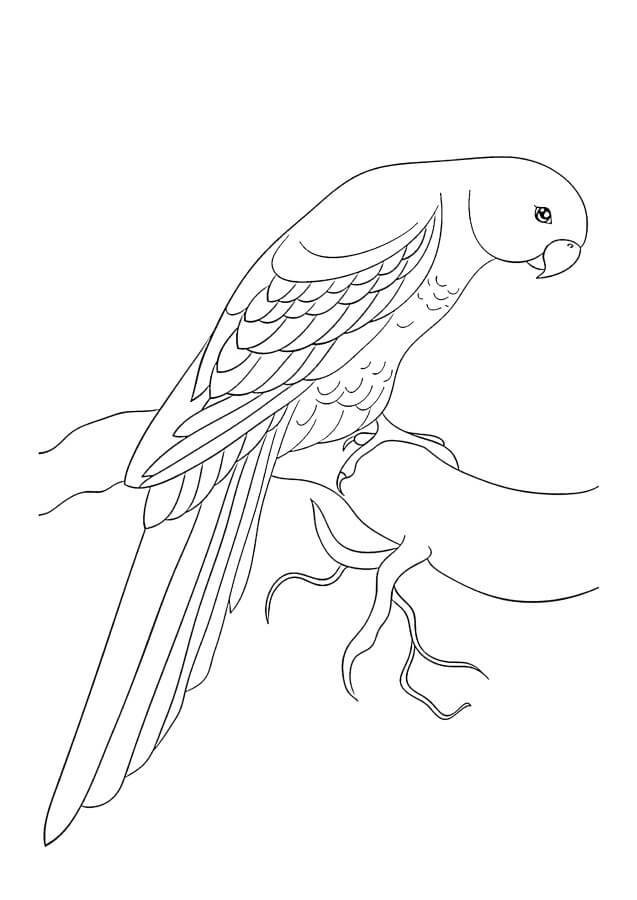 Adorable Loro