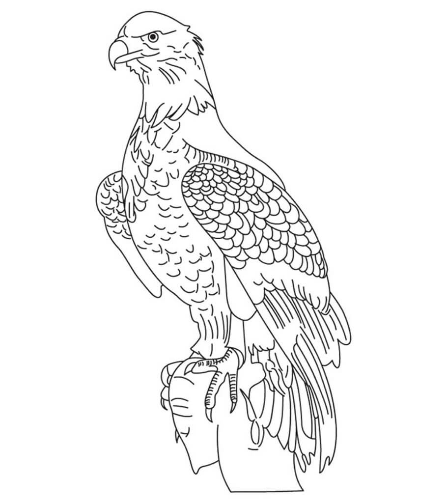 Águila Básica