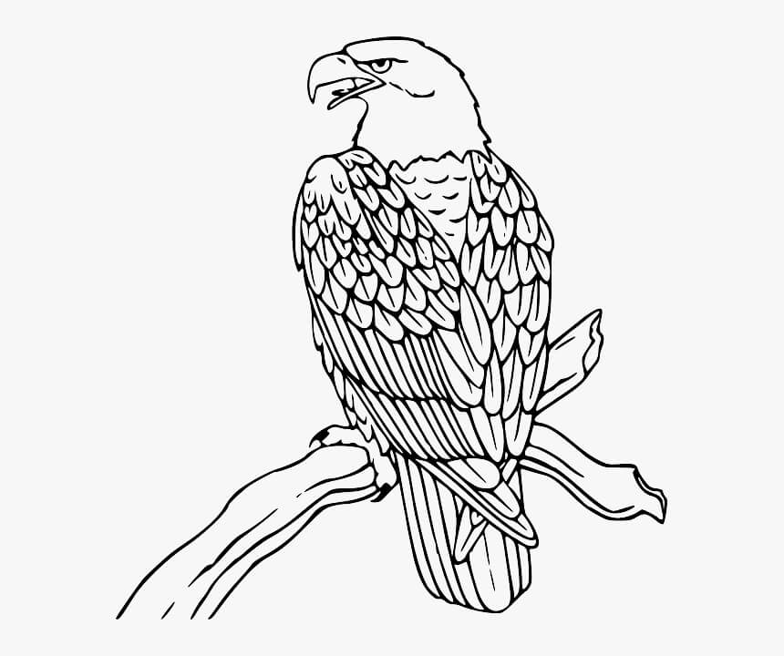 Águila Calva de pie en la Rama de un Árbol