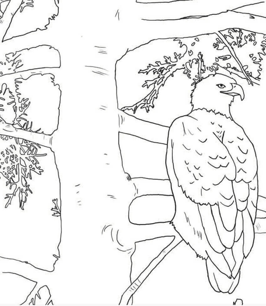 Águila Calva en el árbol