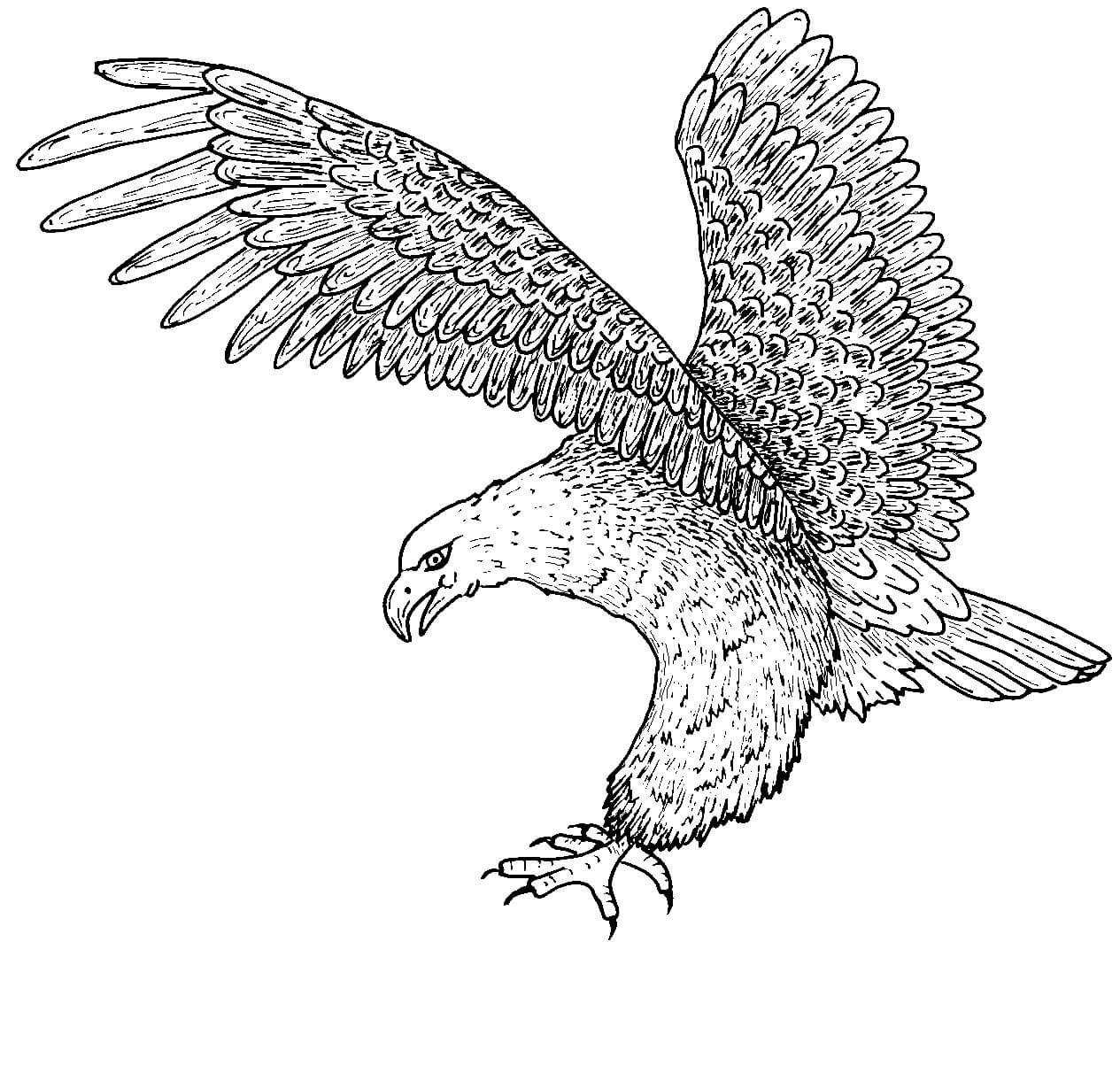 Águila Calva es para Adultos