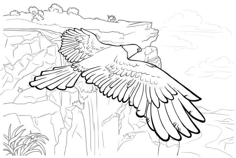 Águila con Hermoso Paisaje