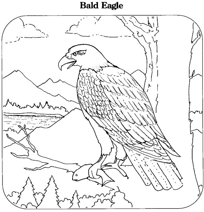 Águila de pie en la Rama de un Árbol