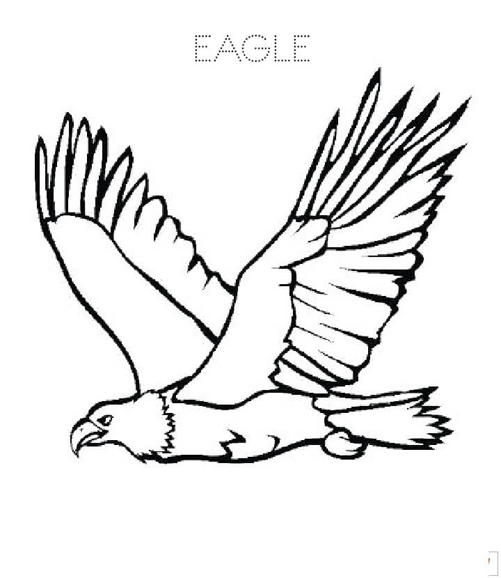 Águila Dibujo Básico