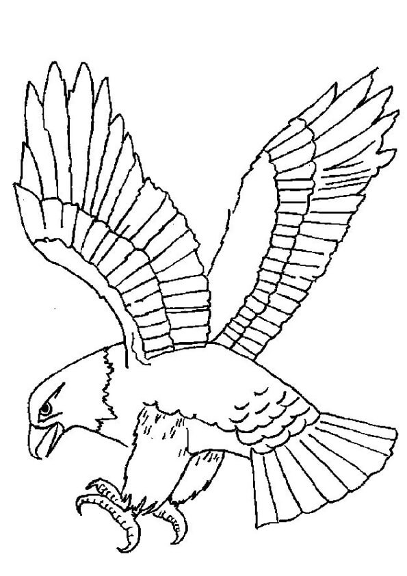 Águila Increíble