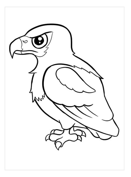 Águila Pescadora Africana
