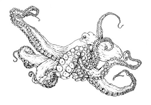 Animal Pulpo Común