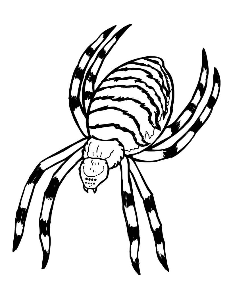 Araña Espeluznante