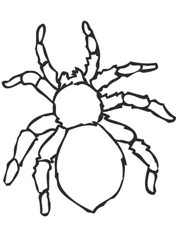 Araña Impresionante