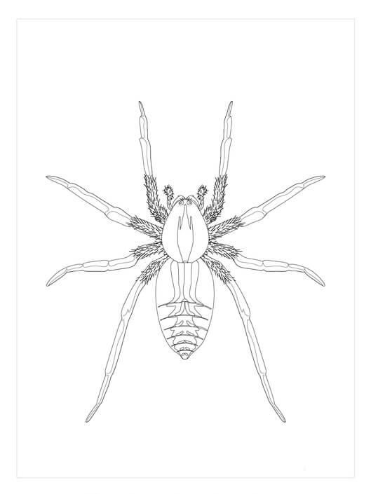 Araña Lobo
