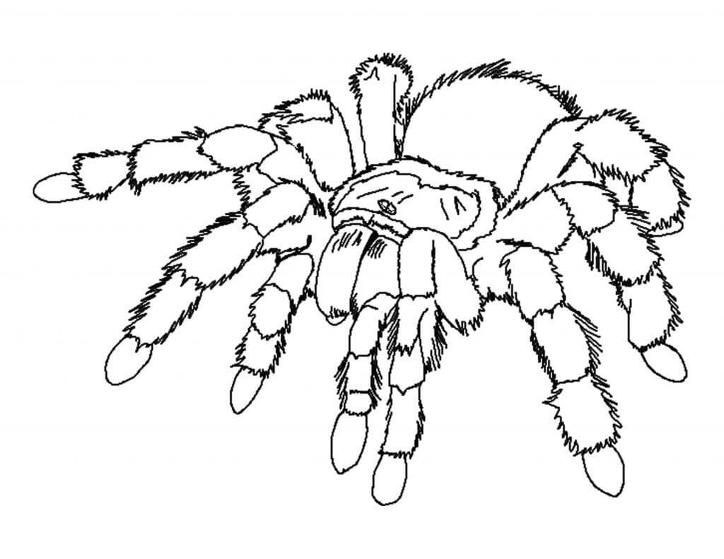 Araña Normal