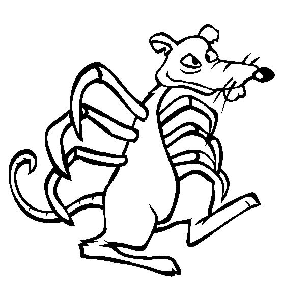 Araña Rata