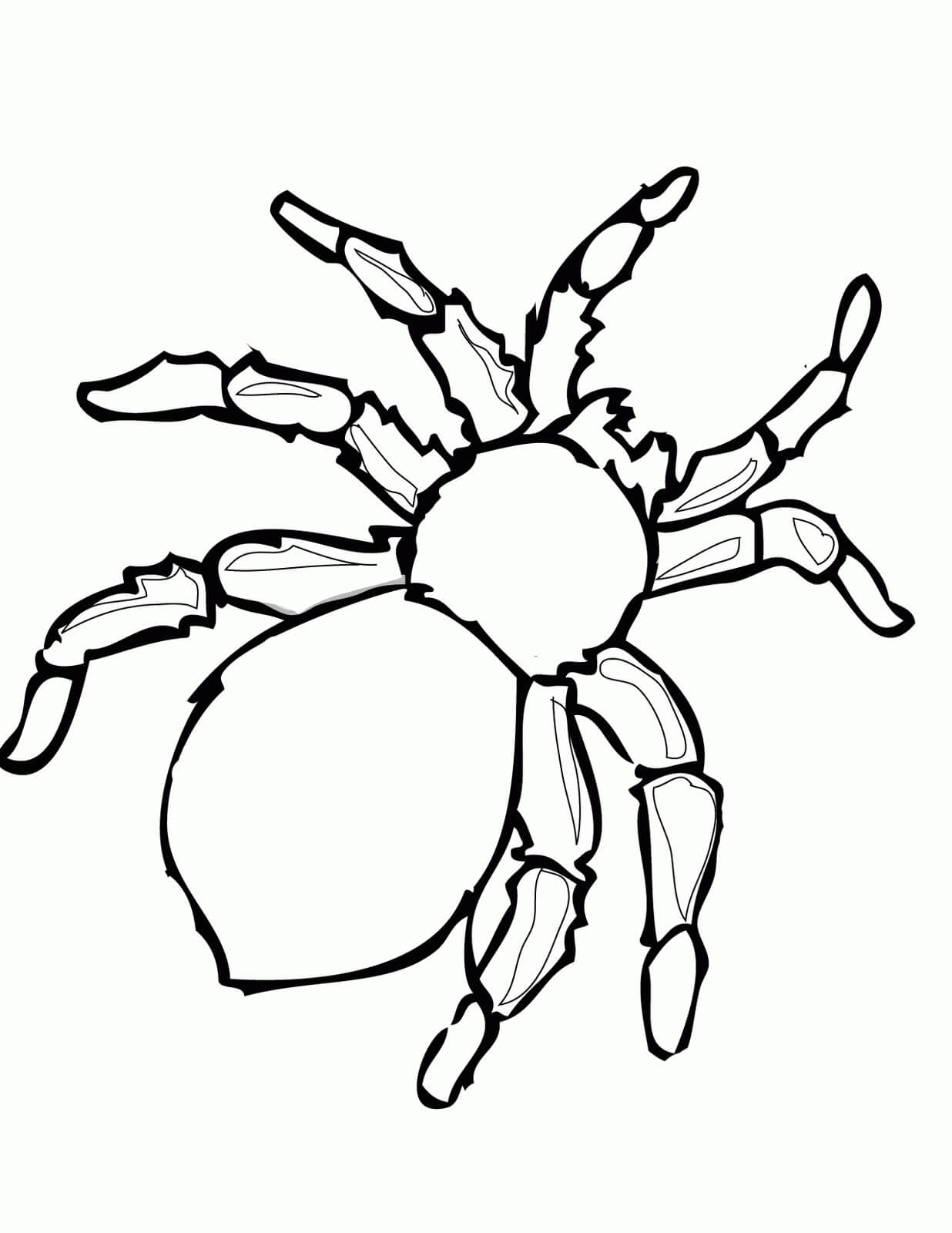 Araña Sencilla
