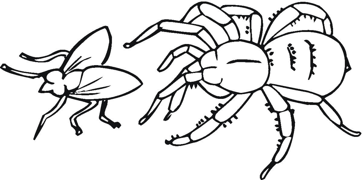 Araña y Mosca