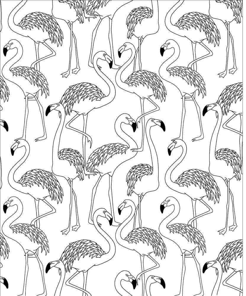 Bandada de Flamencos