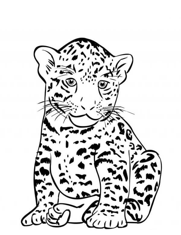 Bebé Jaguar Sentado