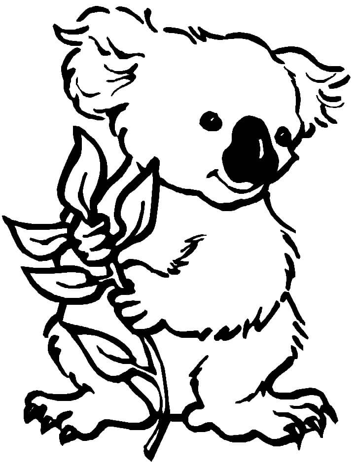Bebe Koala