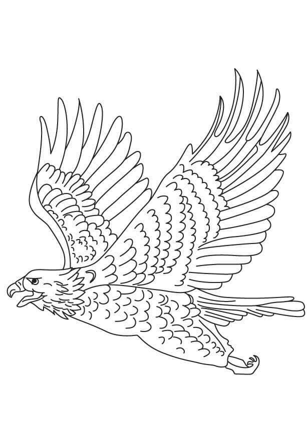 Bonito Águila Volando