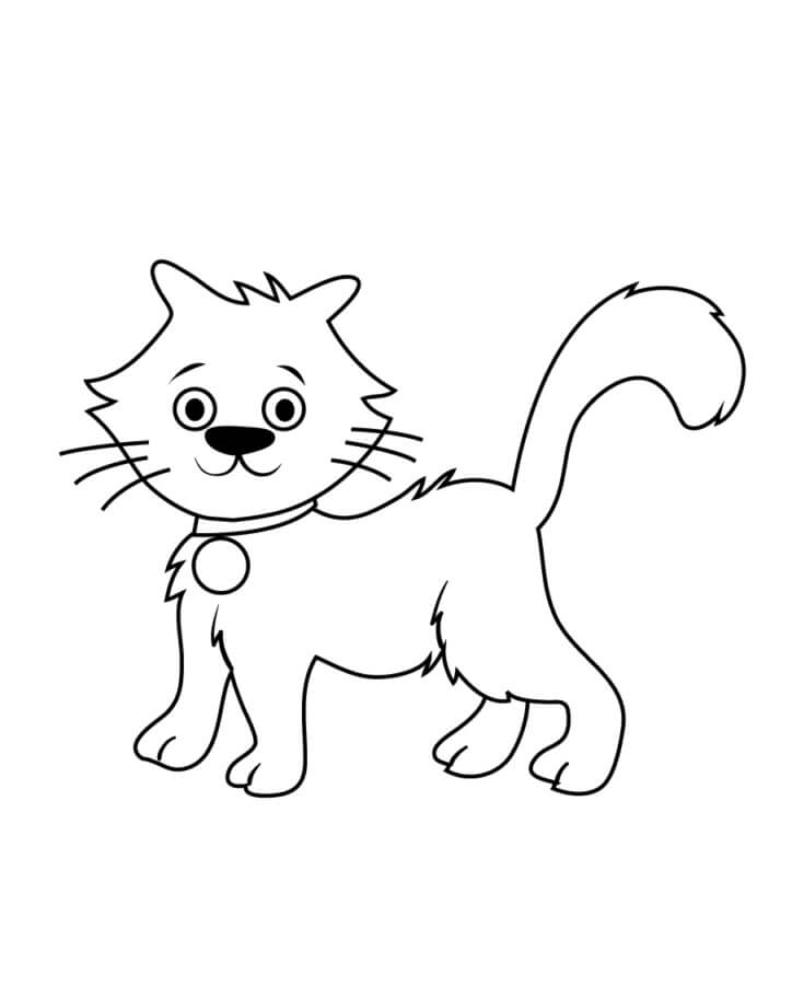 Bonito Gato