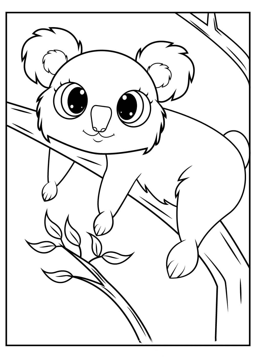 Bonito Koala
