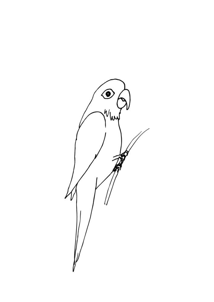 Bonito Loro