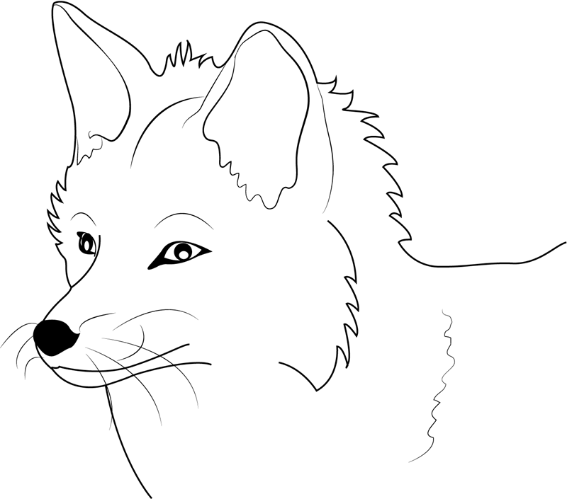 Zorro
