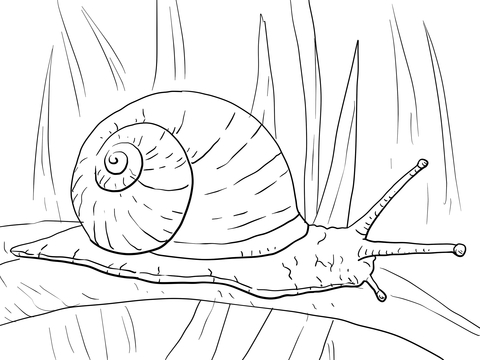 Caracol De Hoja Larga