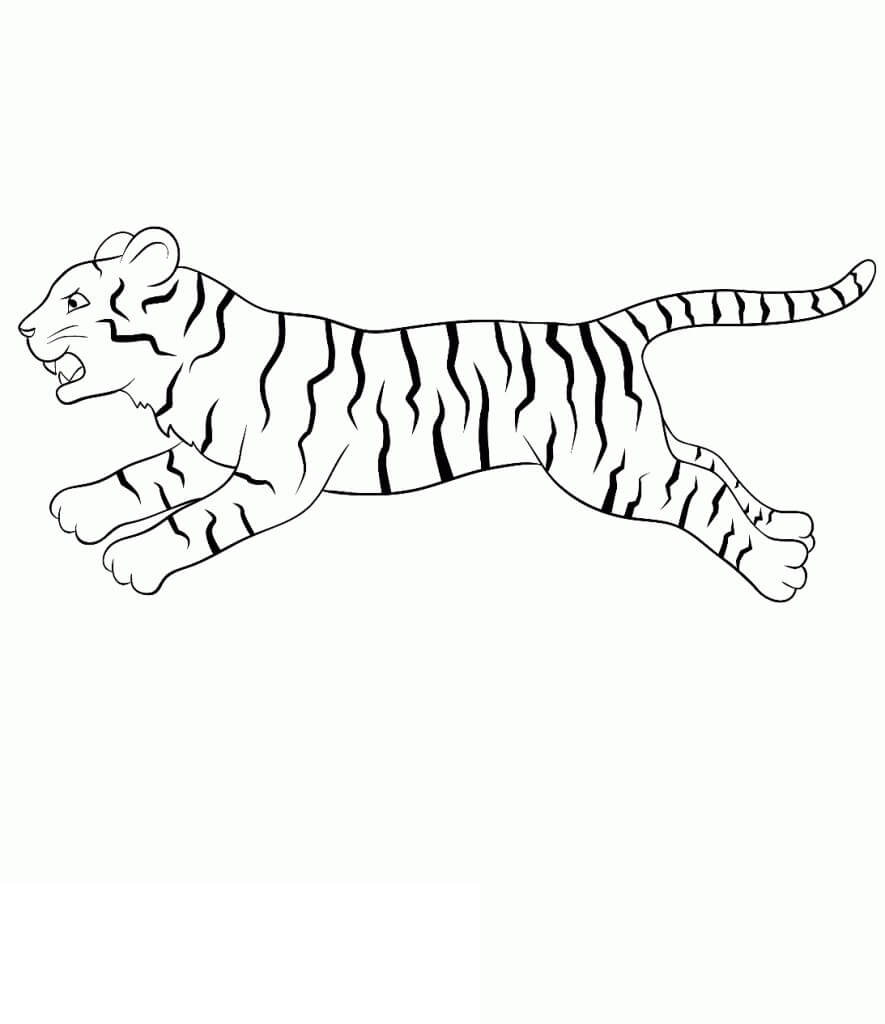 Carrera de tigre Básica