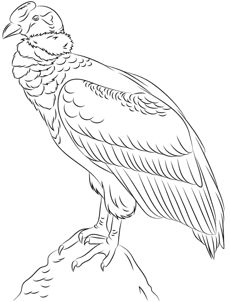 Cóndor