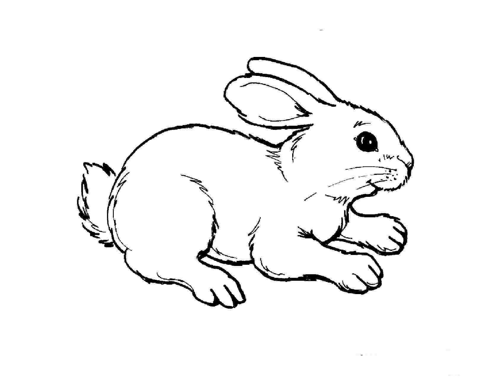 Conejo