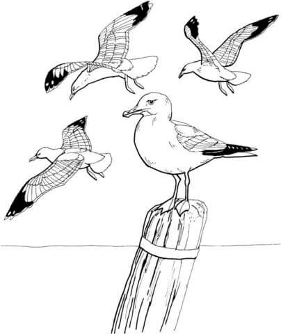Cuatro Gaviotas