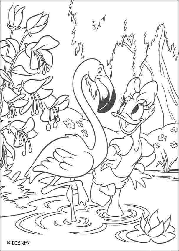 Daisy y Flamingo