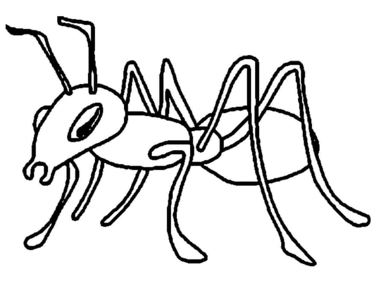 Dibujar a Mano Hormiga