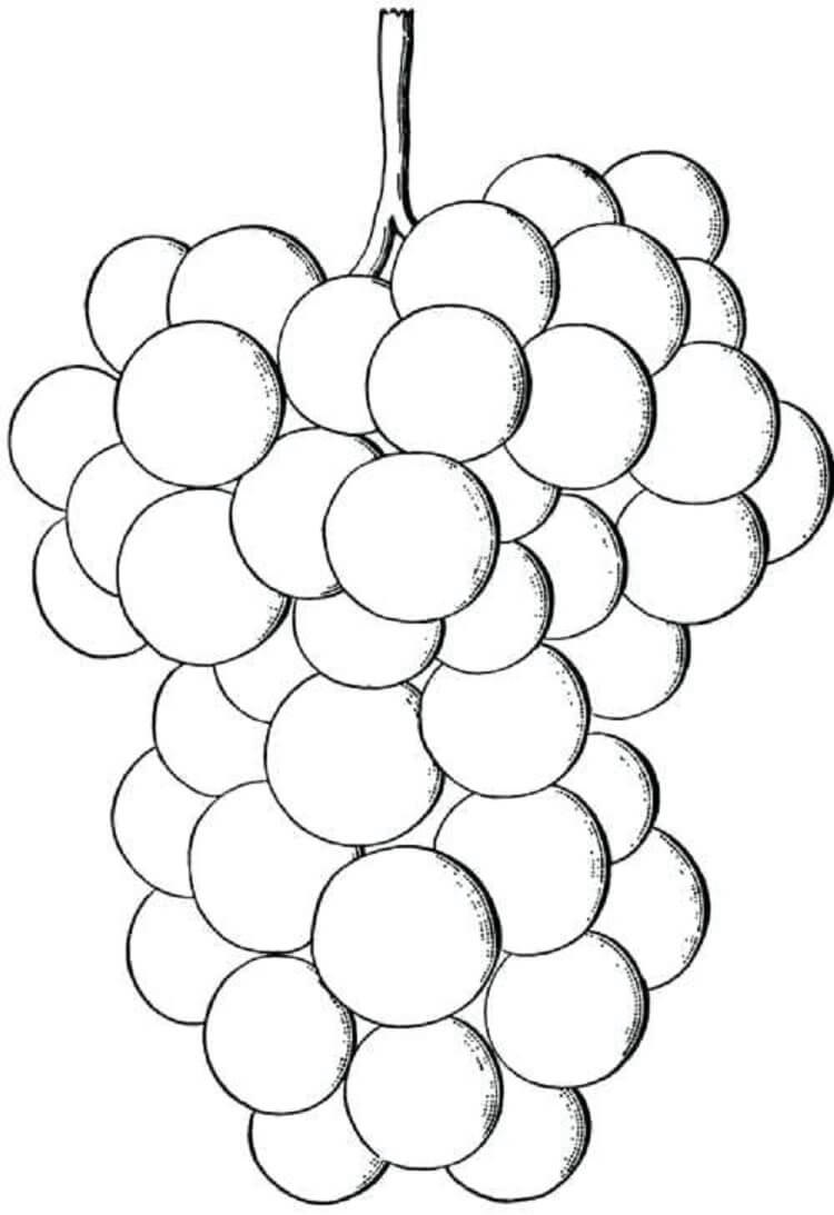 Dibujar Uvas a Mano