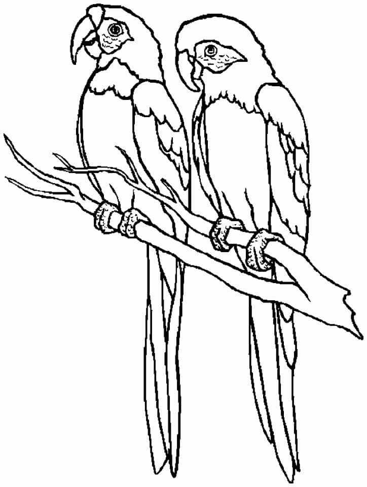 Dibujo de Dos Loros