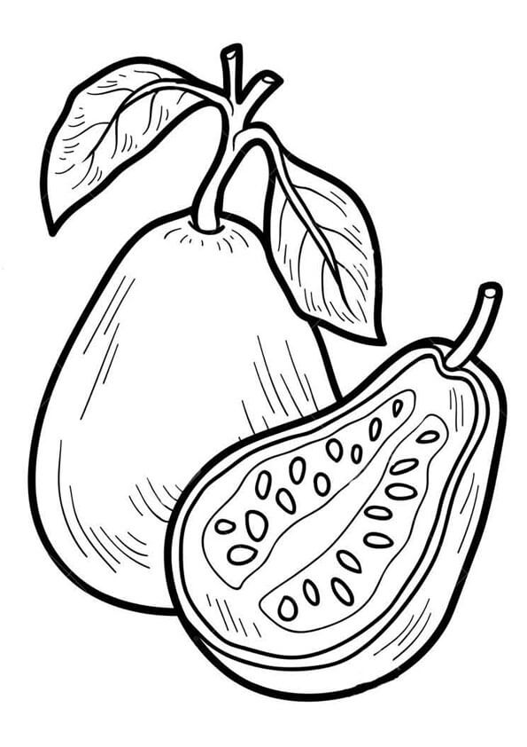 Dibujo de Guayaba