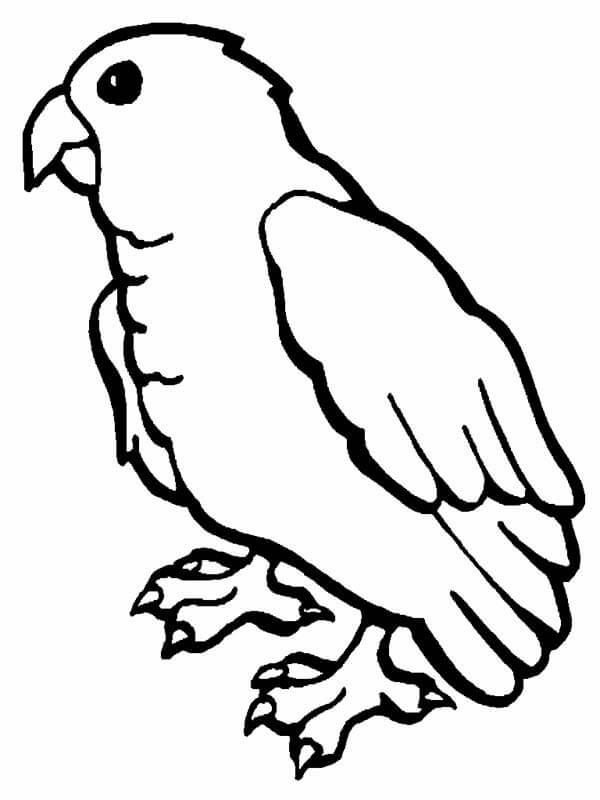Dibujo Loro