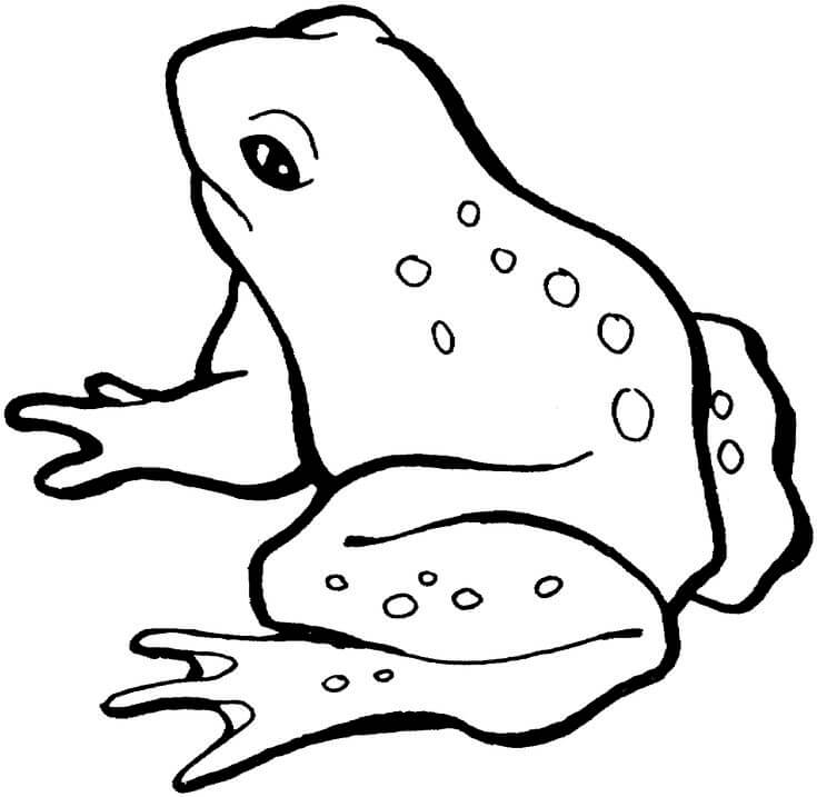 Dibujo Rana