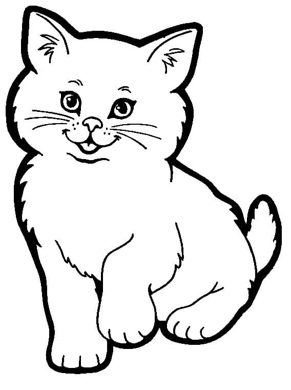 Divertido Gato