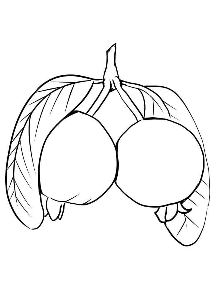 Guayaba