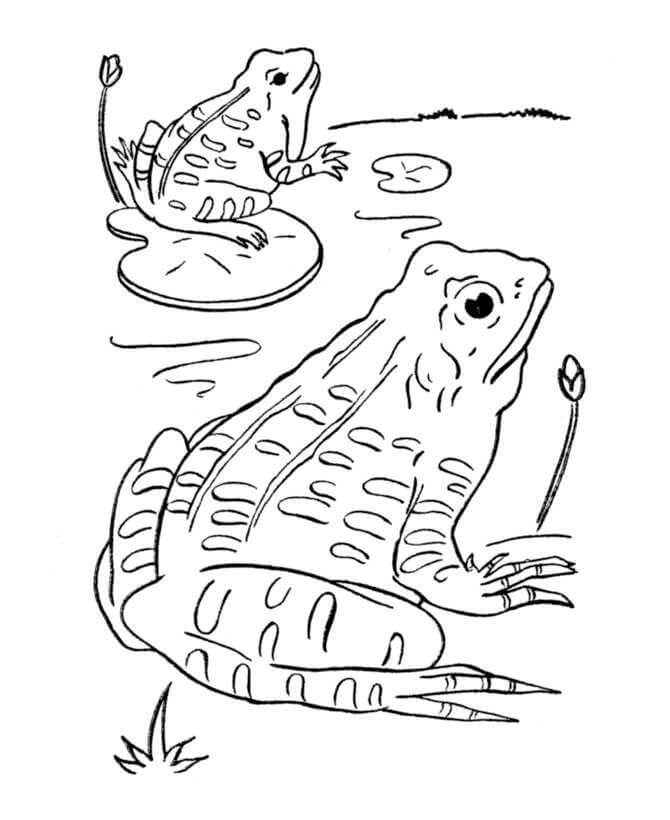 Dos ranas Básicas