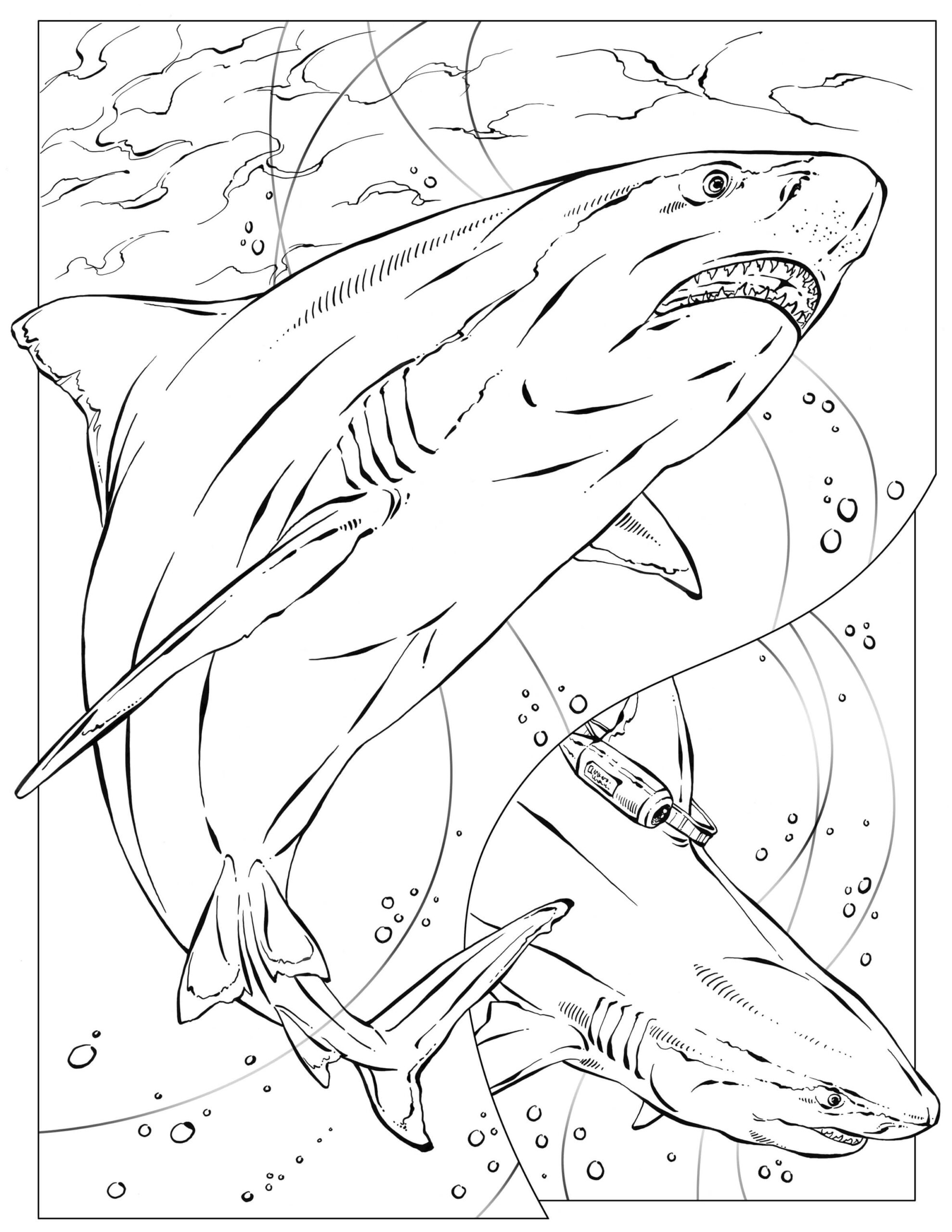 Dos Tiburones