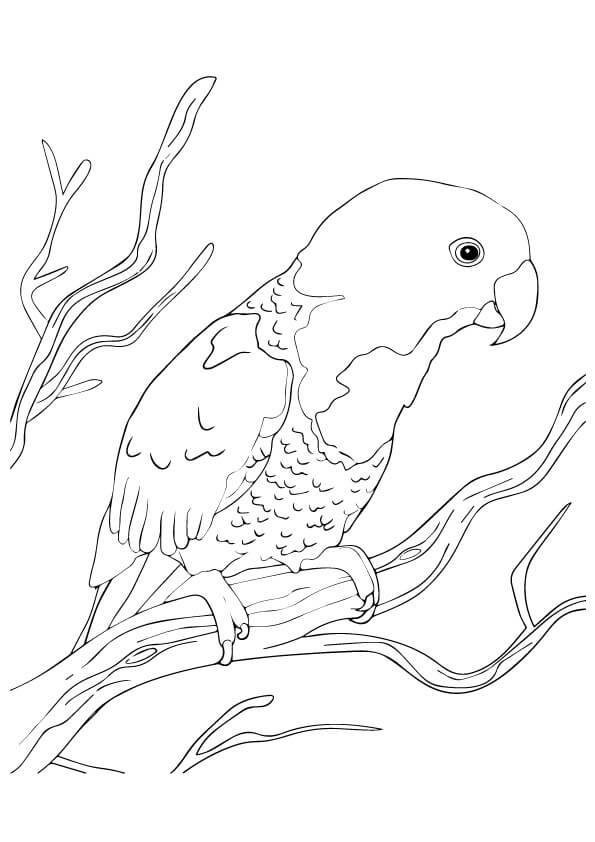El Loro Azul Nuca