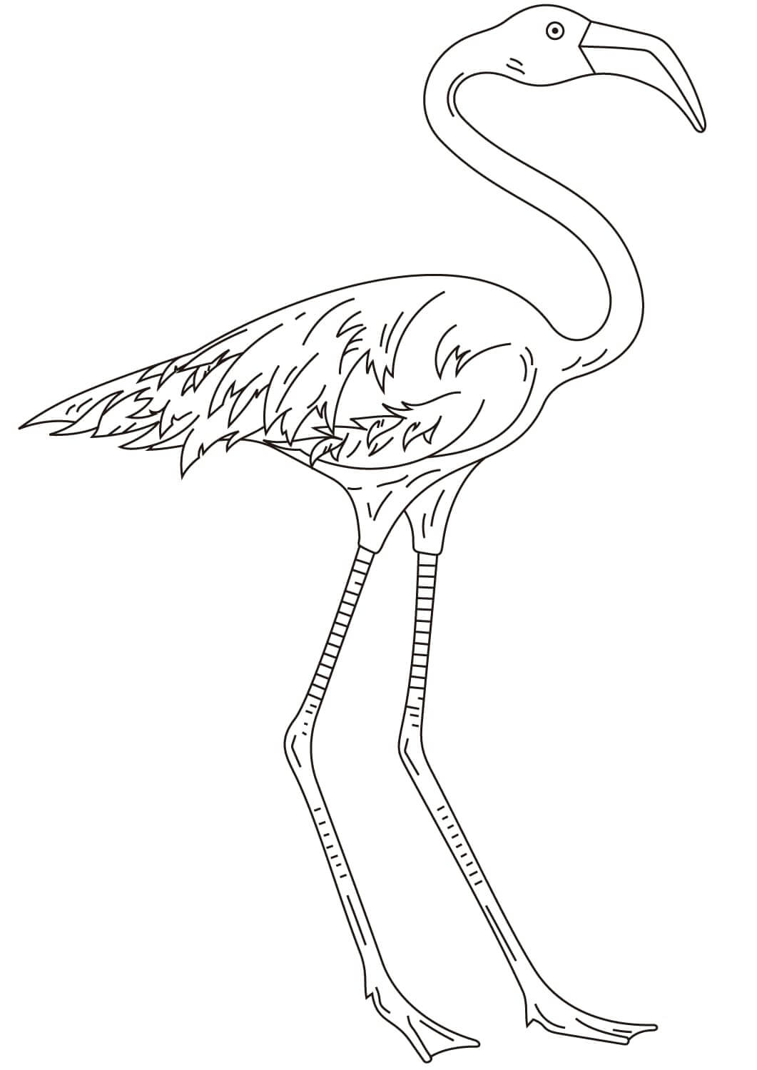Flamenco de Patas Largas