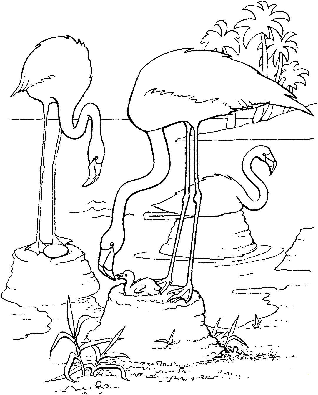 Flamingo Alimentando a su Polluelo