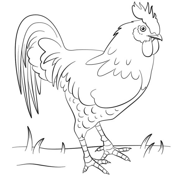 Pollo