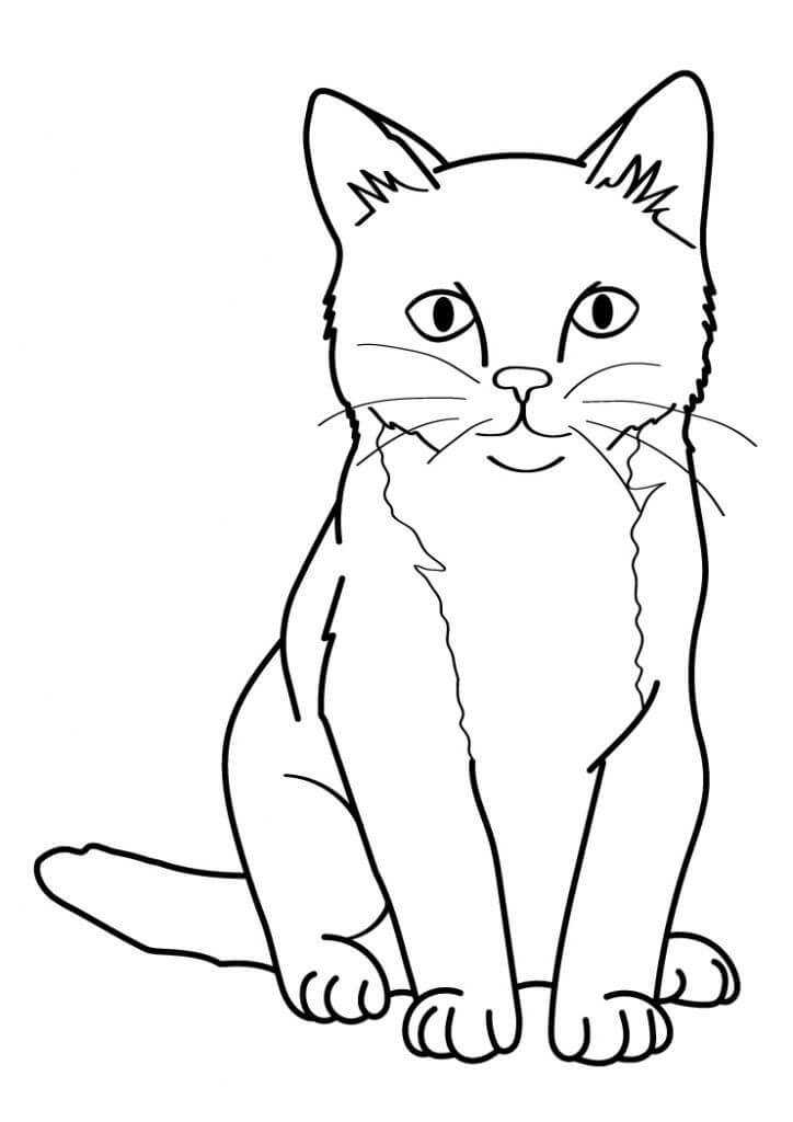 Gato Básico