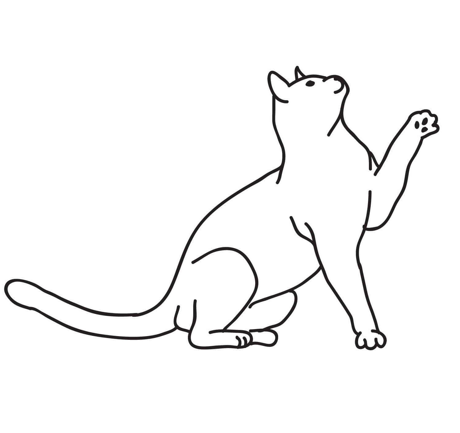 Gato Normal
