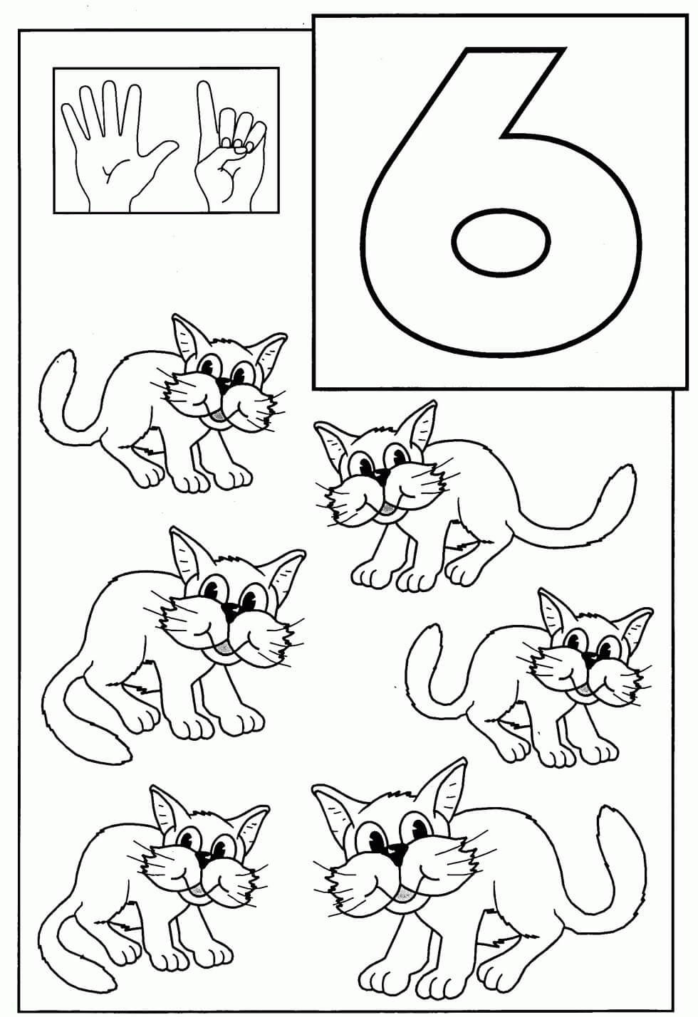 Gato Número Seis y Seis