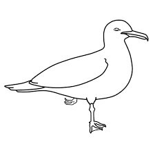 Gaviota de California